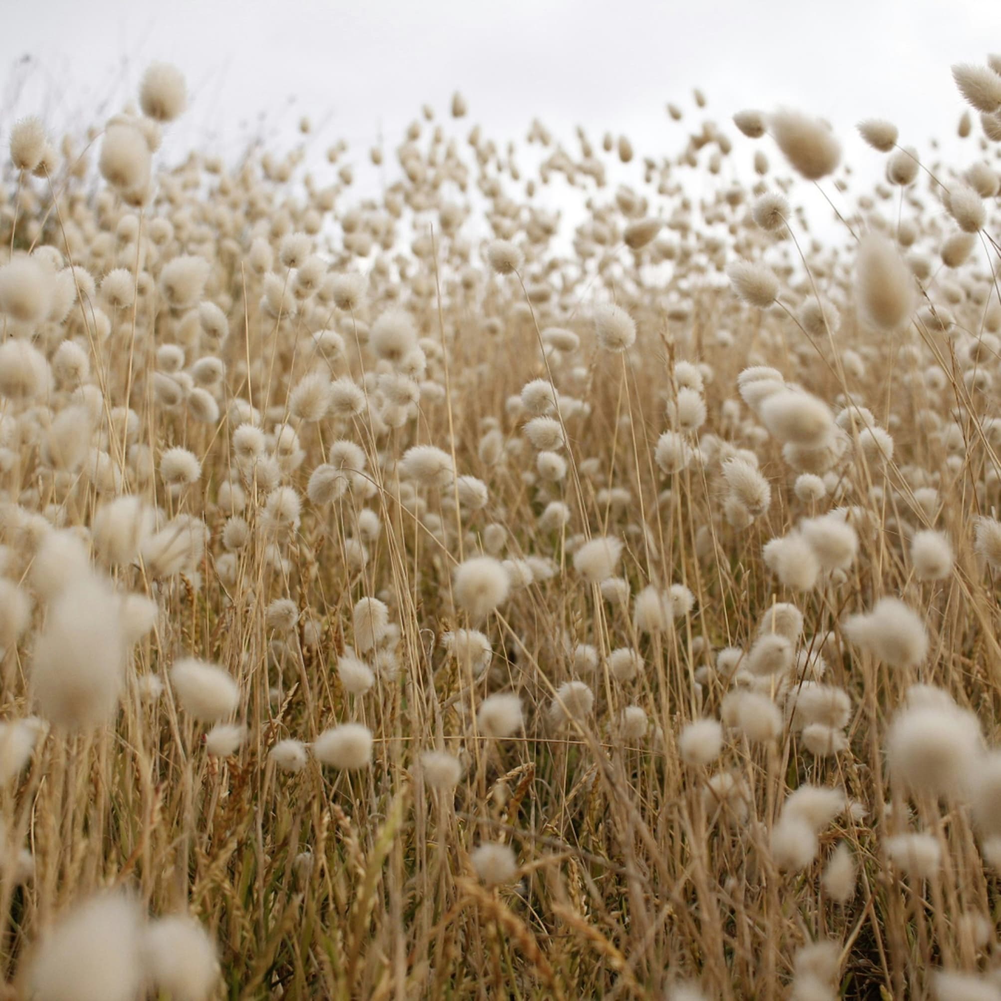 Field of cotton